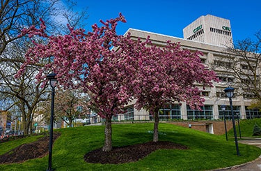 Tree blooming at Cleveland State University.