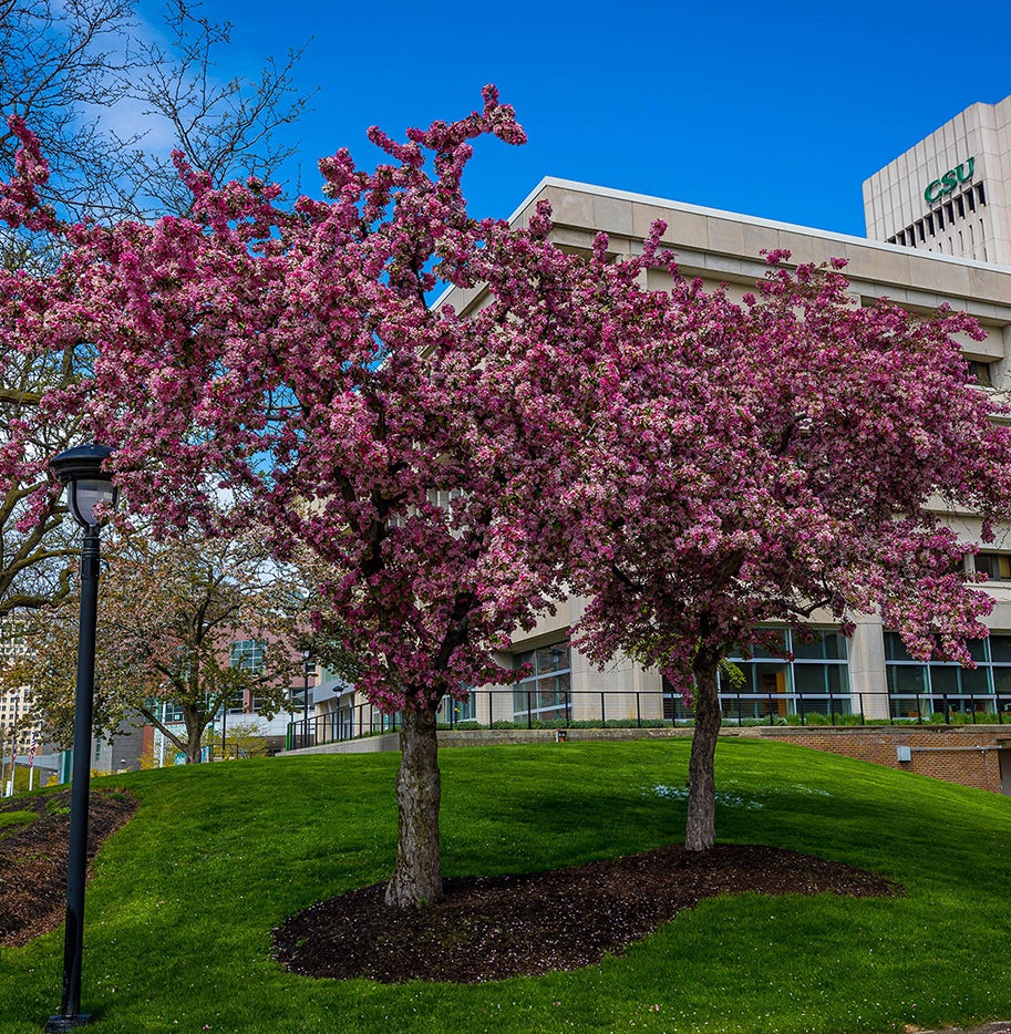 Flowering tree on Cleveland State University campus.